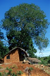 Comoros-Archipelago;-France;-Hut;-Indian-Ocean;-Kaleidos;-Kaleidos-images;-La-parole-à-limage;-Laurent-Abad;-Mayotte;-Mud-wall;-Red-earth;-Stories-Pictures;-Thatched-roof;-Traditional-architecture;-Tree